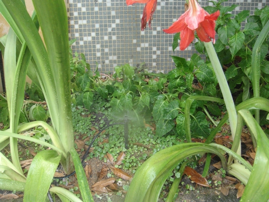 農業用 灌?? 場 農園システム
